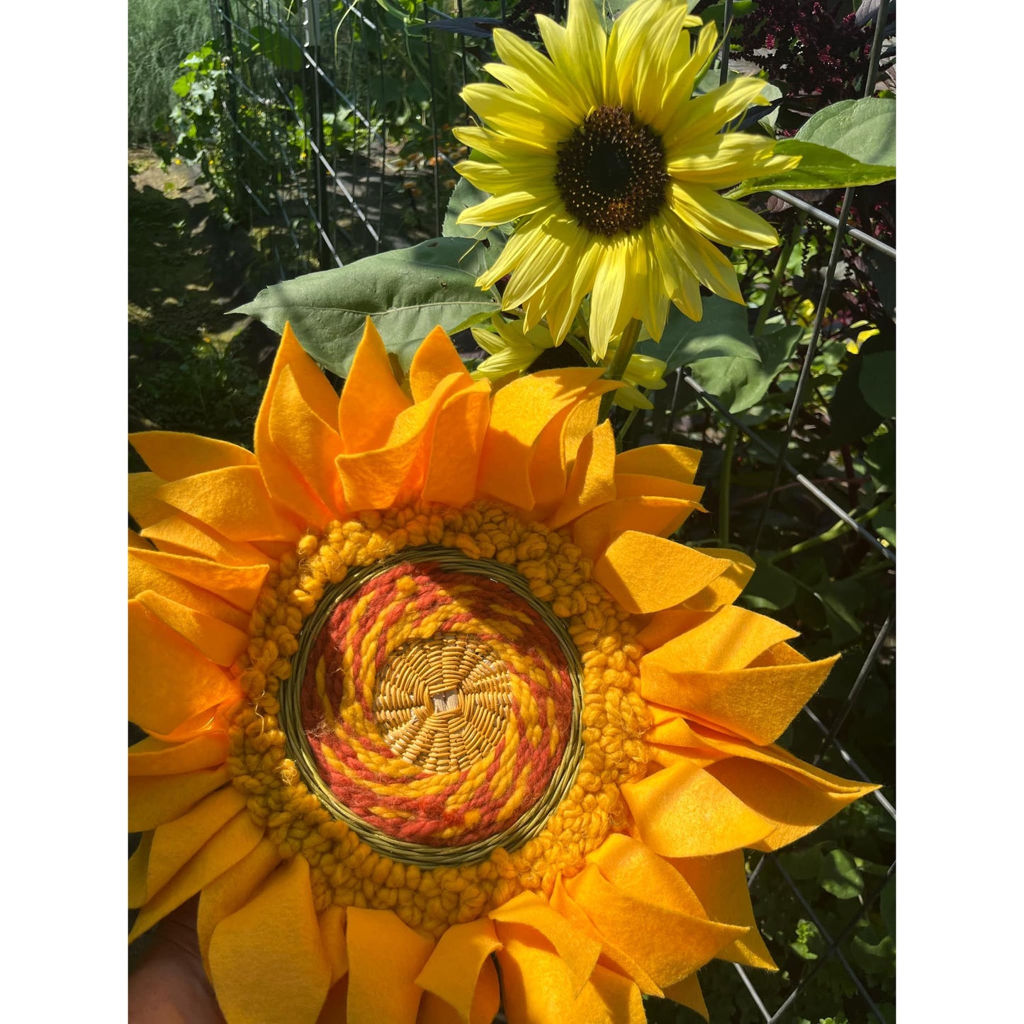 Wall-flower
