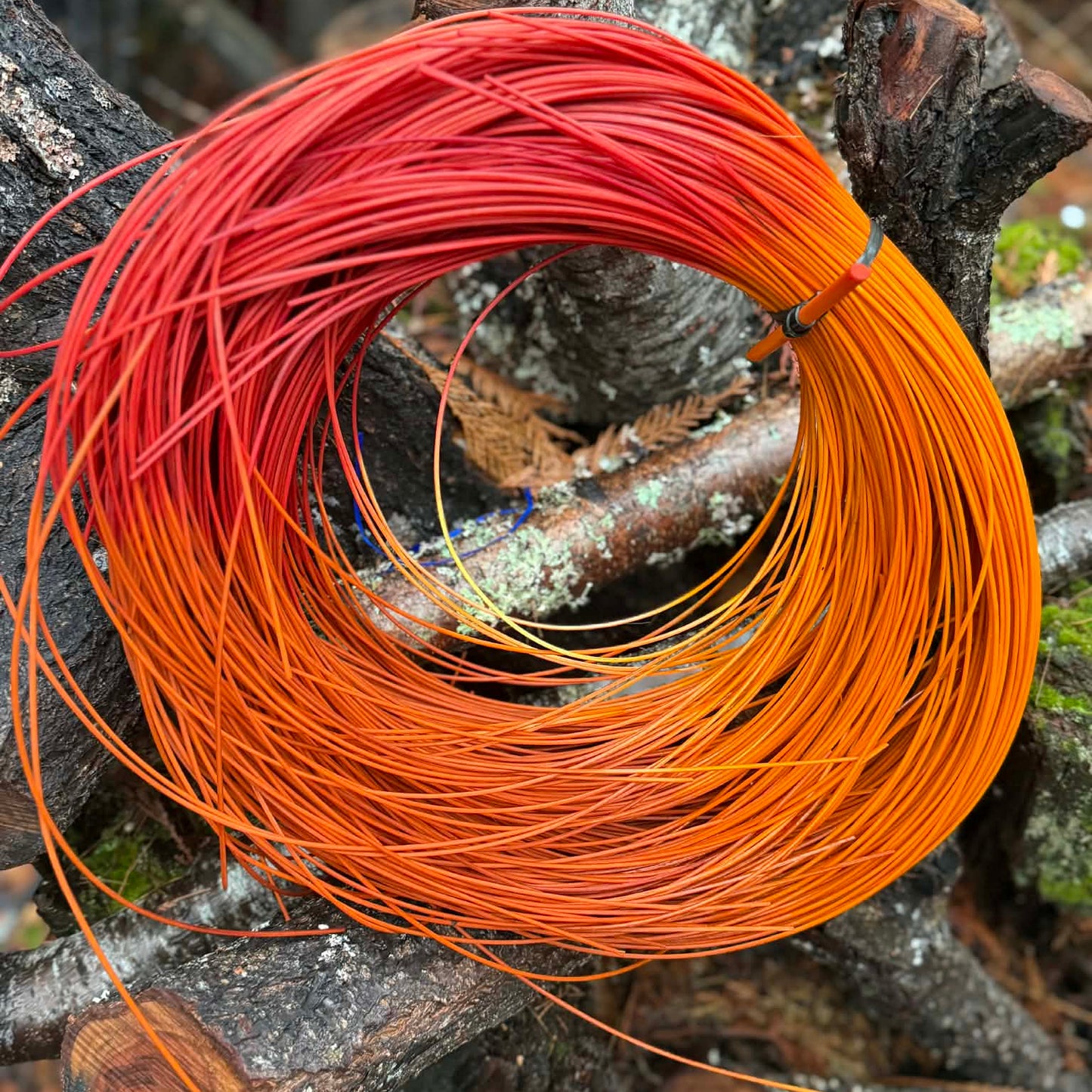 Orange Ombre #2 Reed One Pound