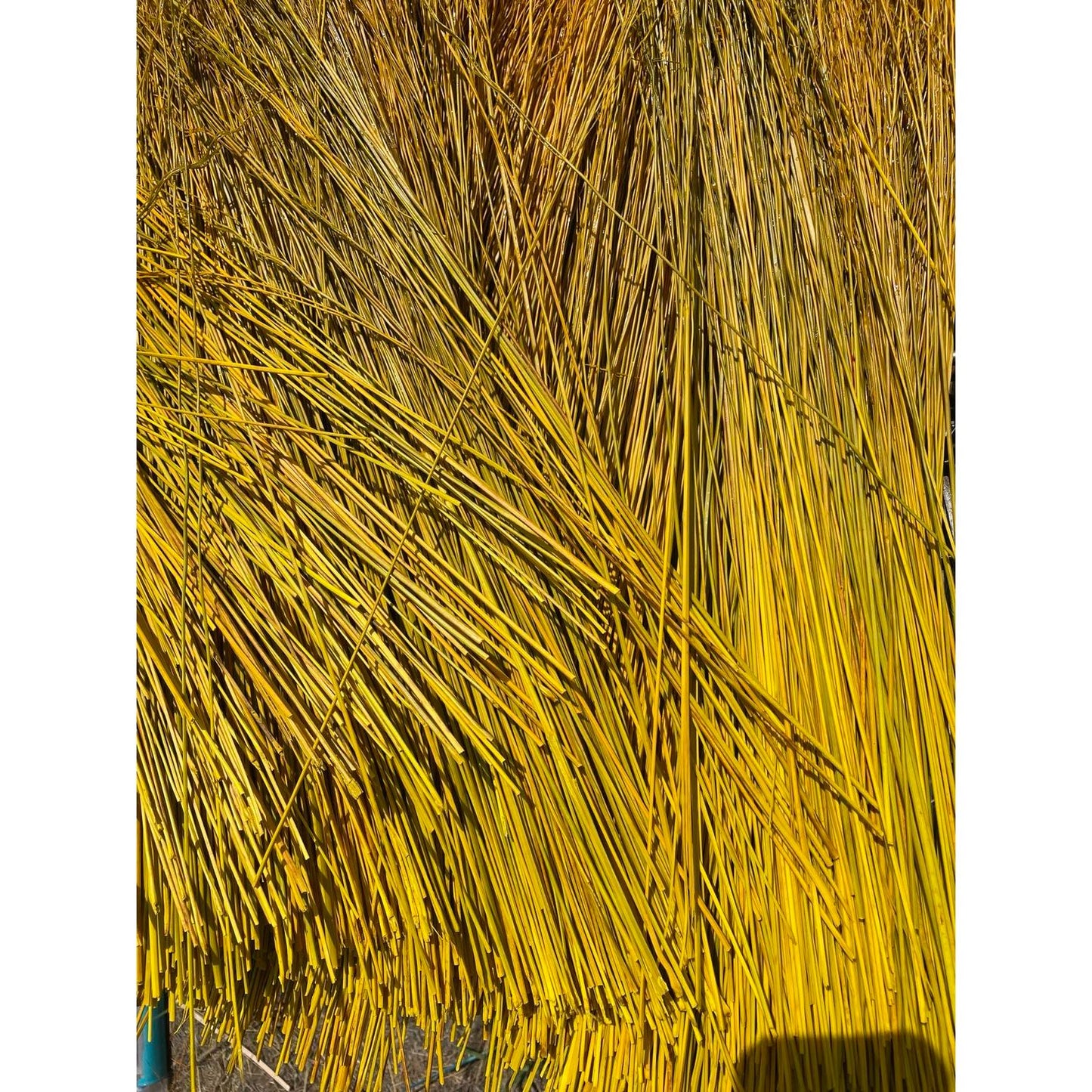 BROOM MAKING: DYED (and natural) BROOM CORN
