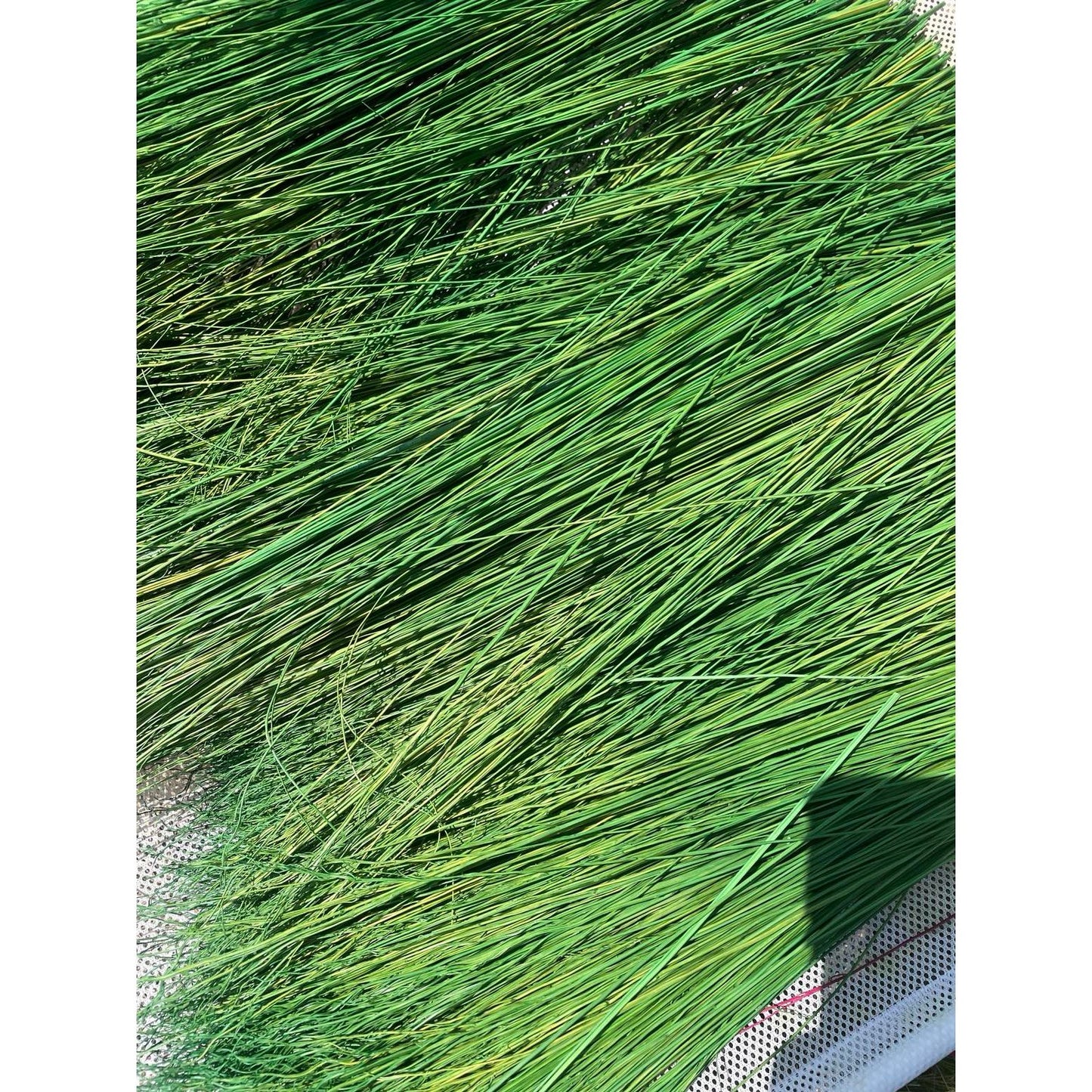 BROOM MAKING: DYED (and natural) BROOM CORN