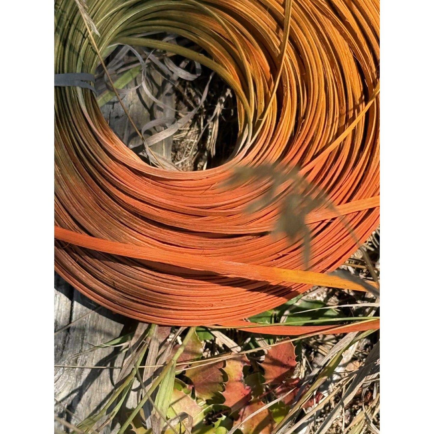 PUMPKIN spice space dyed reed