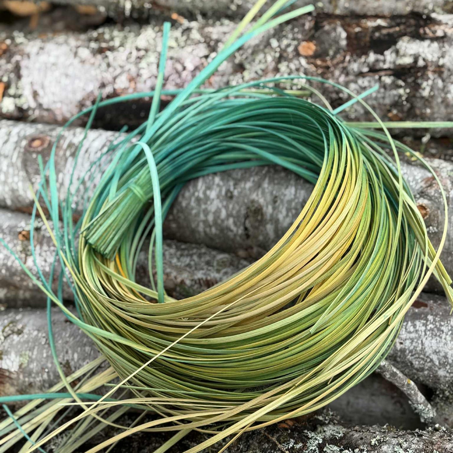 1/4" Flat Oval Bi-Dye Reed One Pound