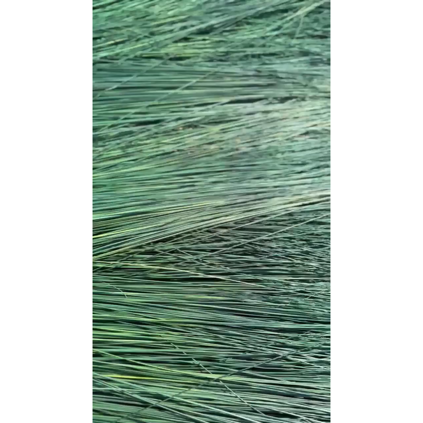 BROOM MAKING: DYED (and natural) BROOM CORN