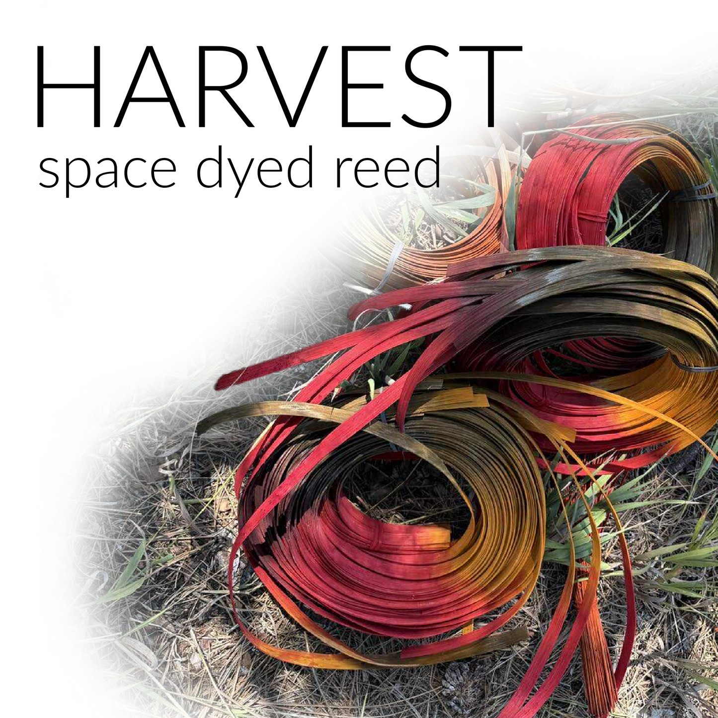 HARVEST space dyed reed