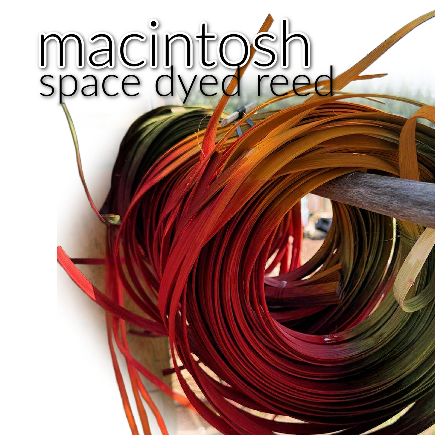 MACINTOSH spice space dyed reed