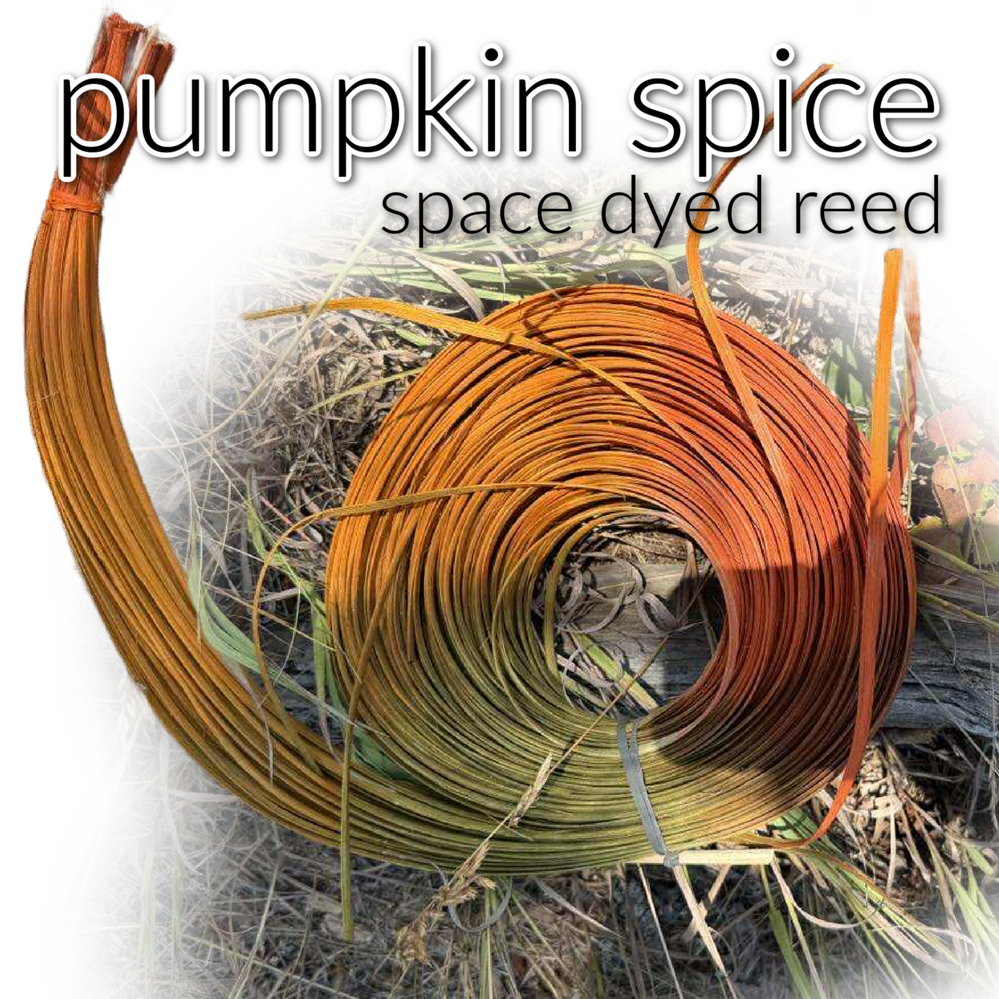 PUMPKIN spice space dyed reed