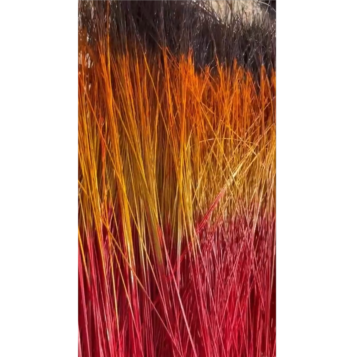BADASS DYED BROOMCORN