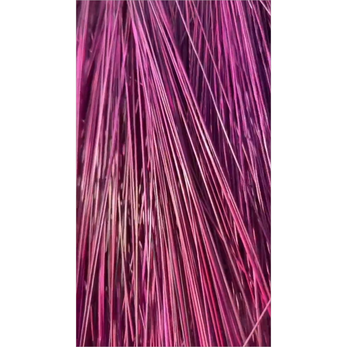 BADASS DYED BROOMCORN