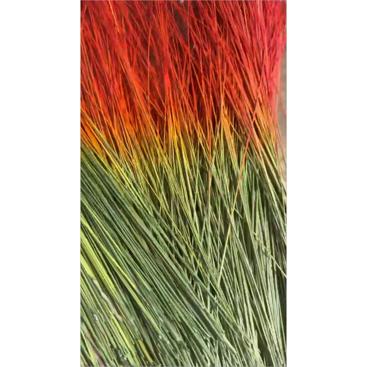 BADASS DYED BROOMCORN