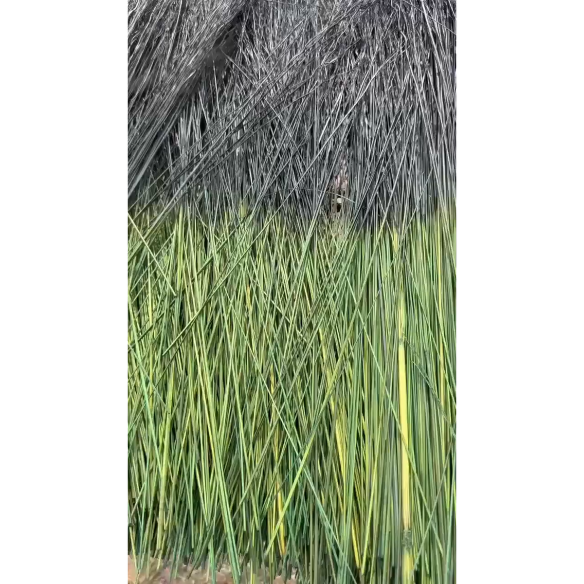 BADASS DYED BROOMCORN