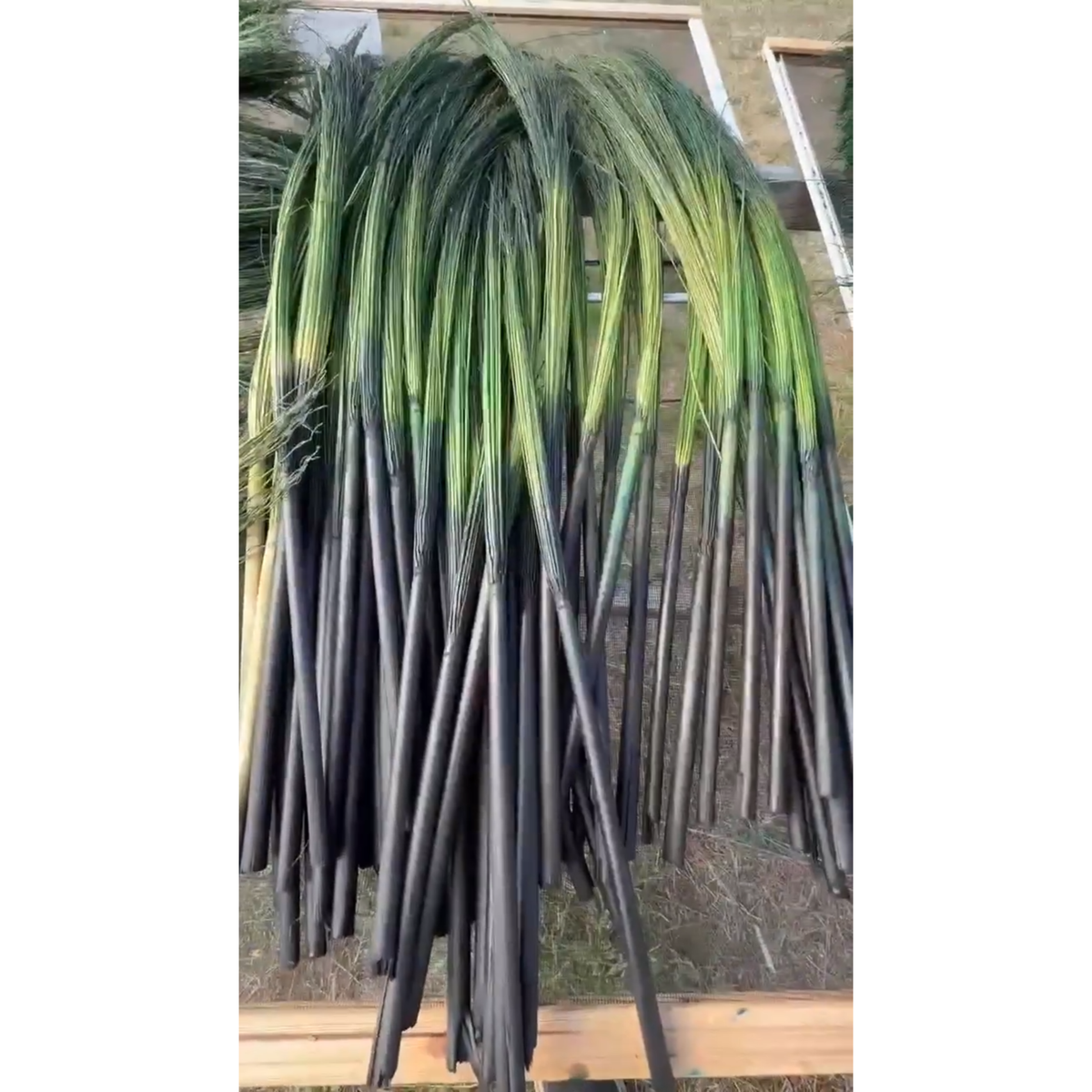 BADASS DYED BROOMCORN