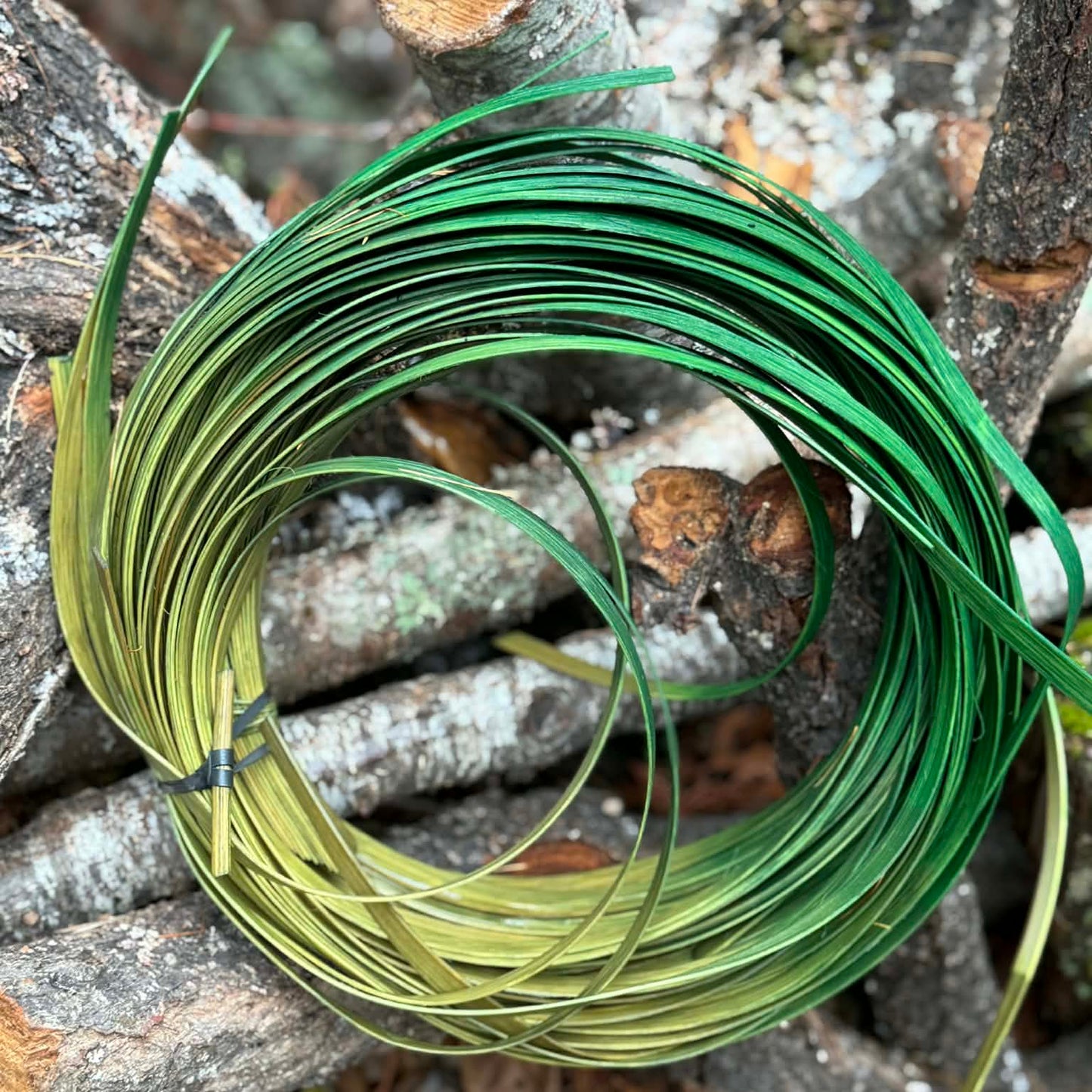 Oscar Ombre 1/2" Reed One Pound