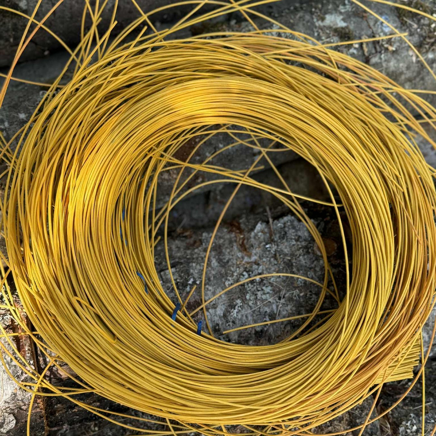 Yellow #2 Reed One Pound