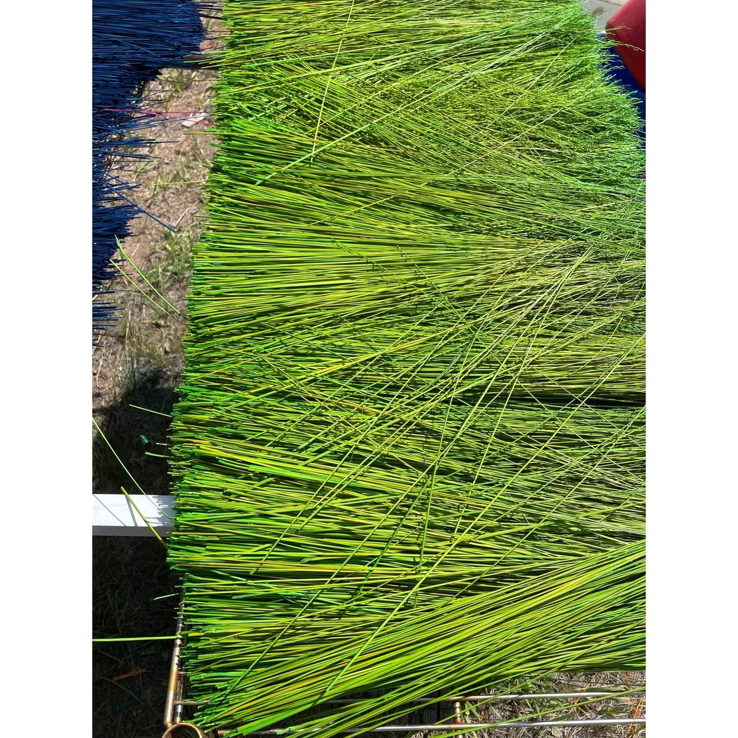 BROOM MAKING:  DYED (and natural) BROOM CORN