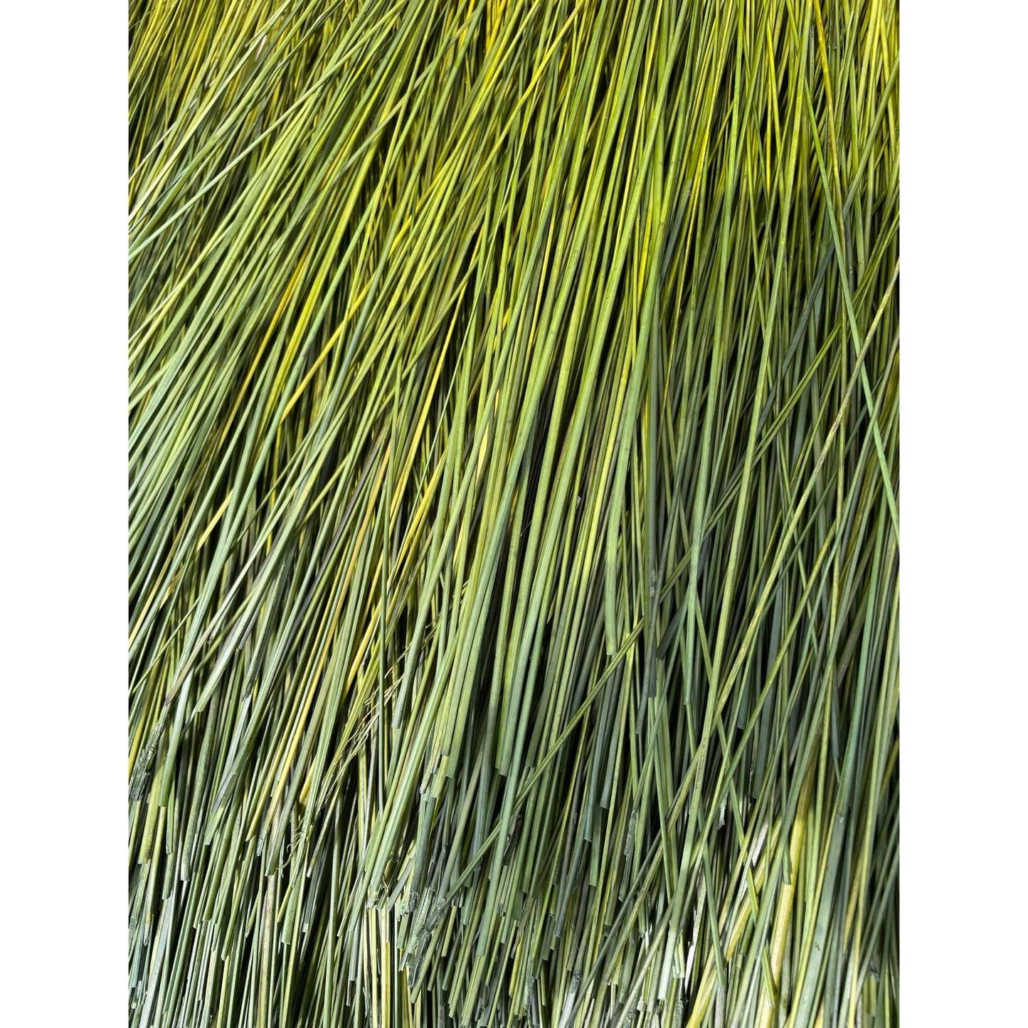 BROOM MAKING:  DYED (and natural) BROOM CORN