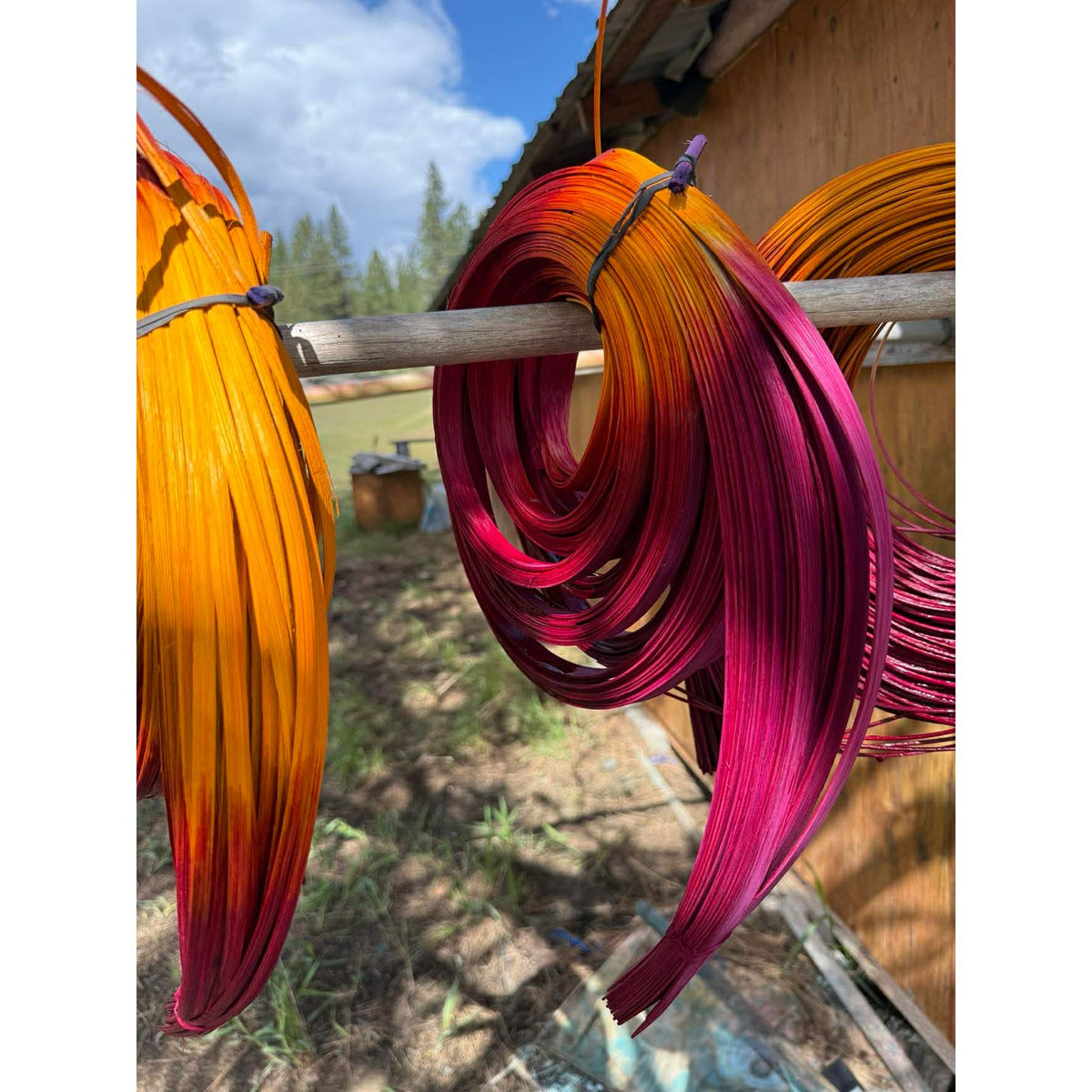 DYE HOUSE ROCKS:  WILD ROSE