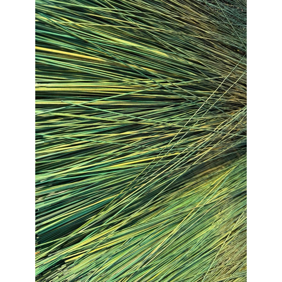 BADASS DYED BROOMCORN