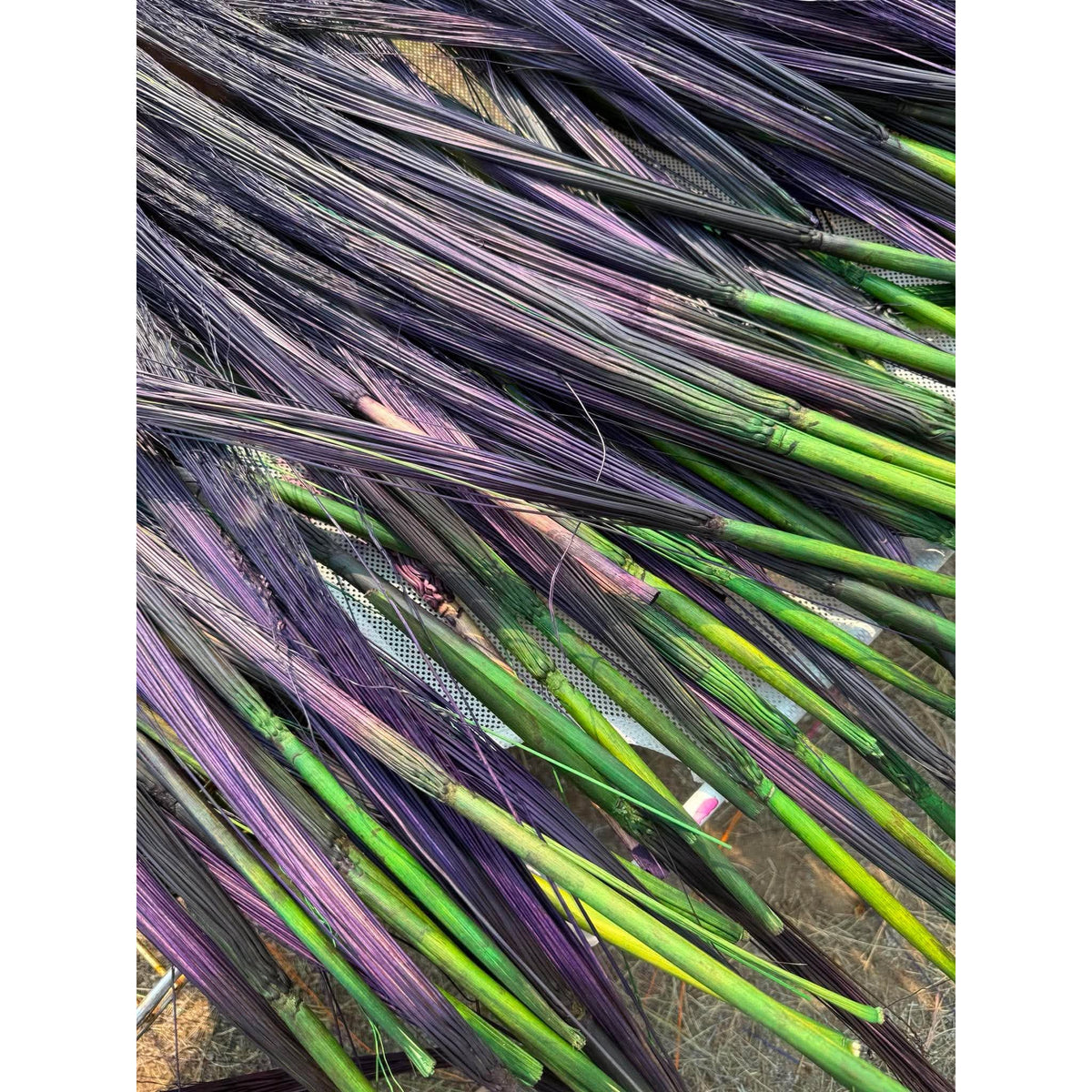 BADASS DYED BROOMCORN