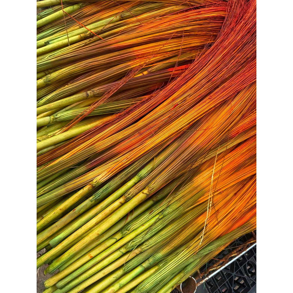 BADASS DYED BROOMCORN