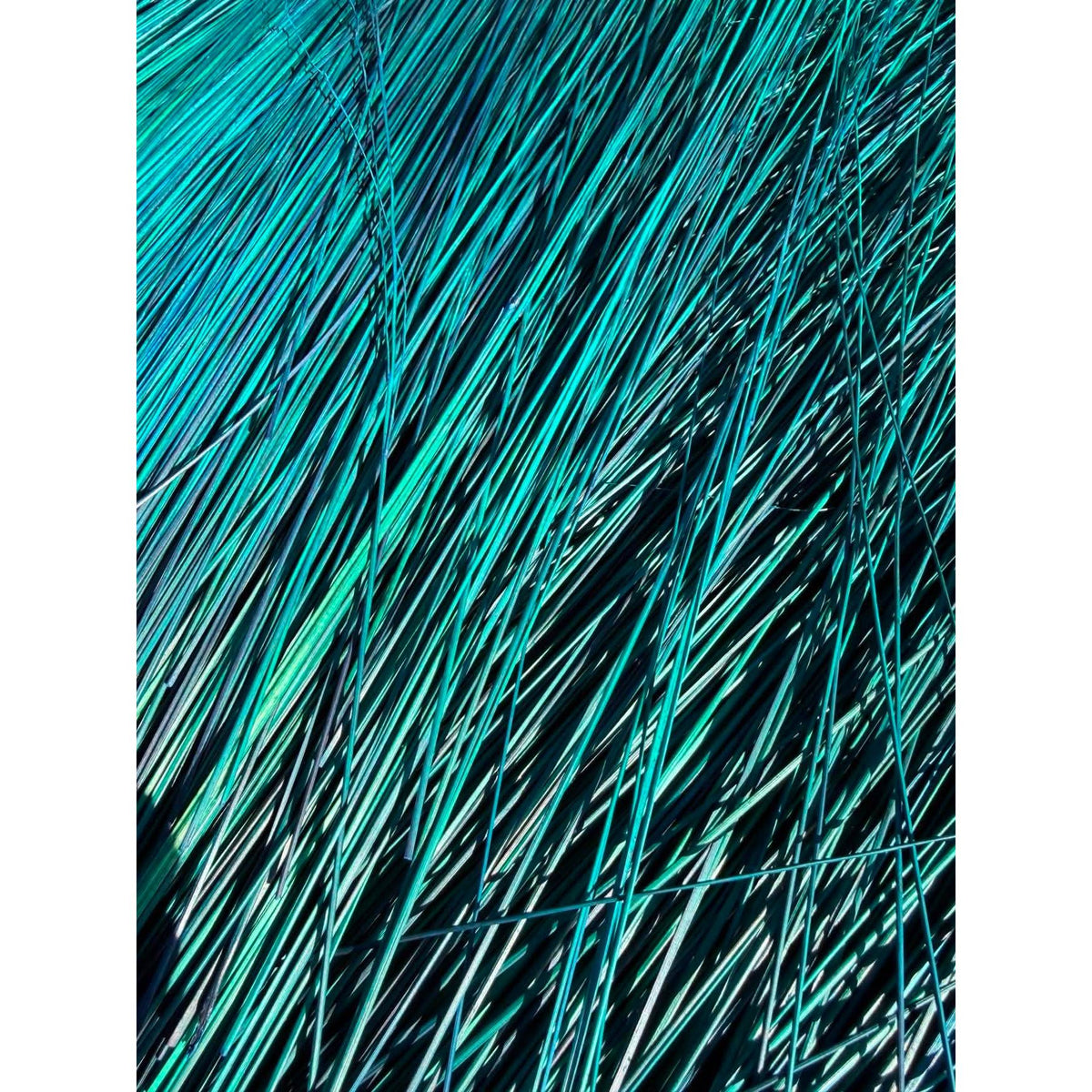 BADASS DYED BROOMCORN