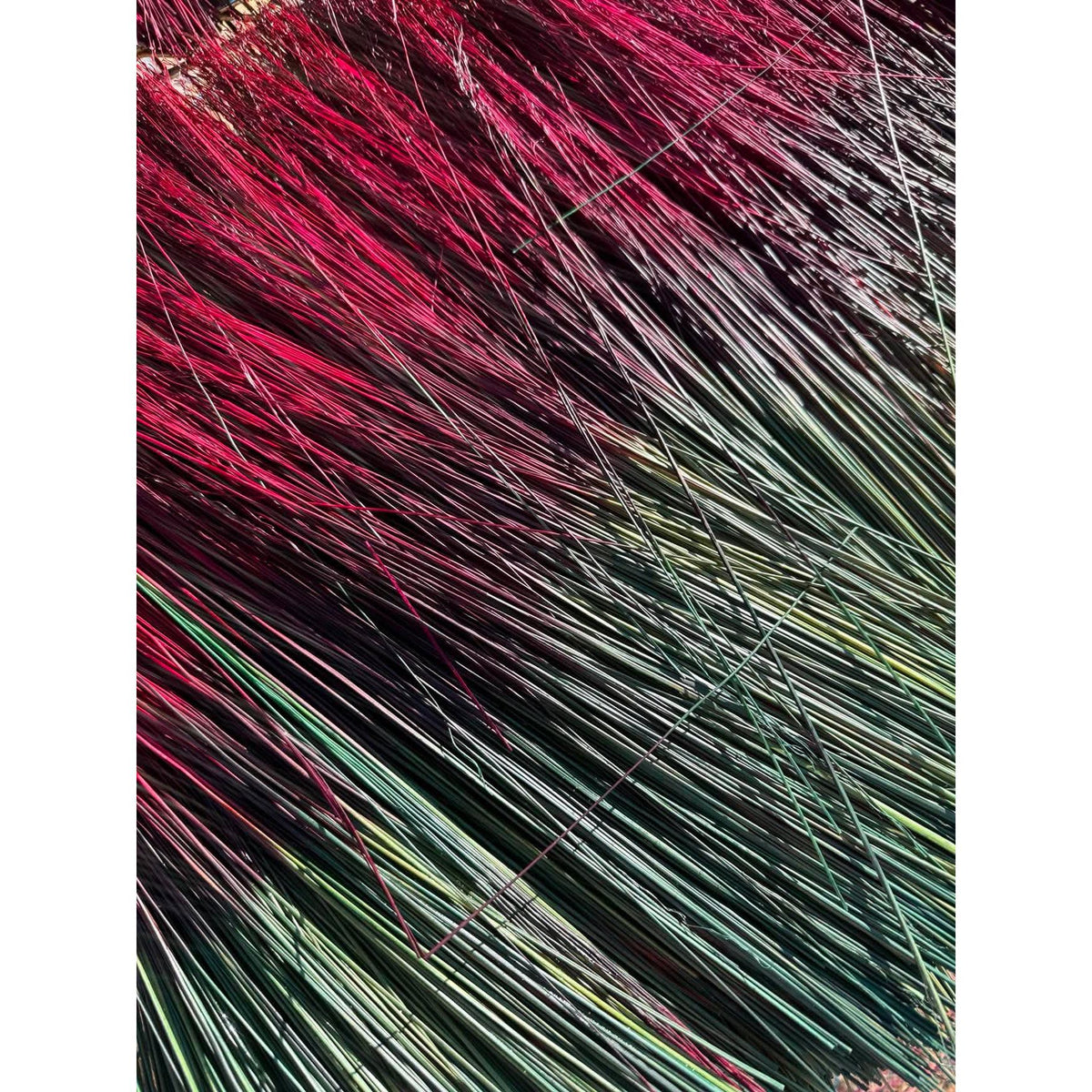 BADASS DYED BROOMCORN
