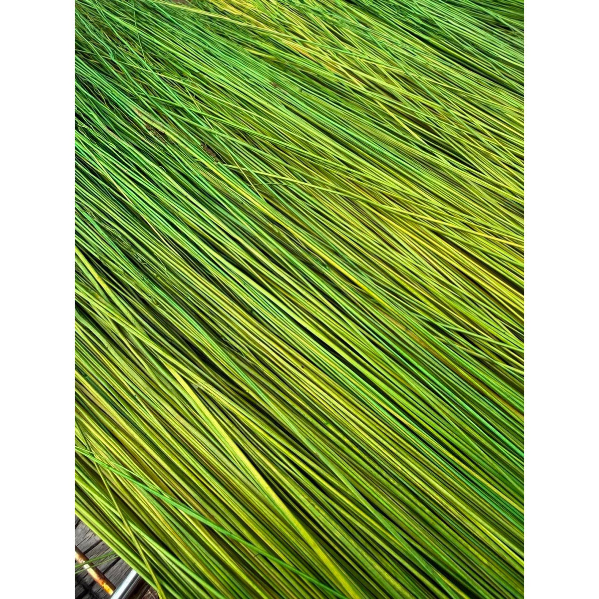 BADASS DYED BROOMCORN