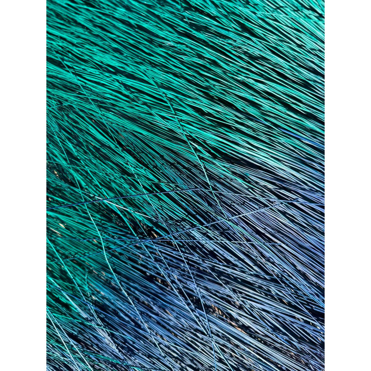 BADASS DYED BROOMCORN
