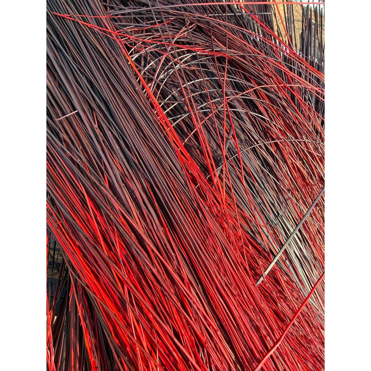BADASS DYED BROOMCORN