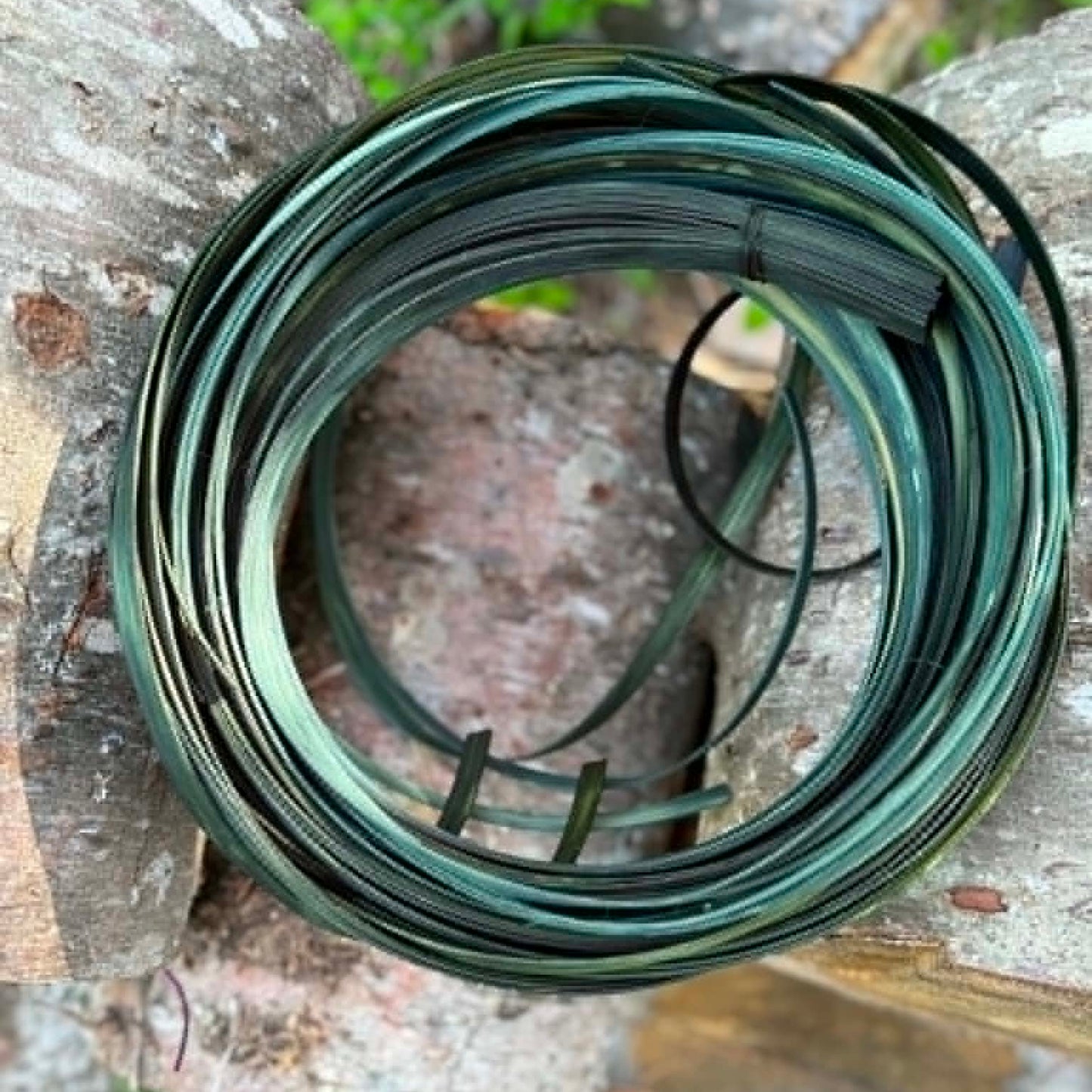 DYE HOUSE ROCKS: Evergreen 1/2" Reed