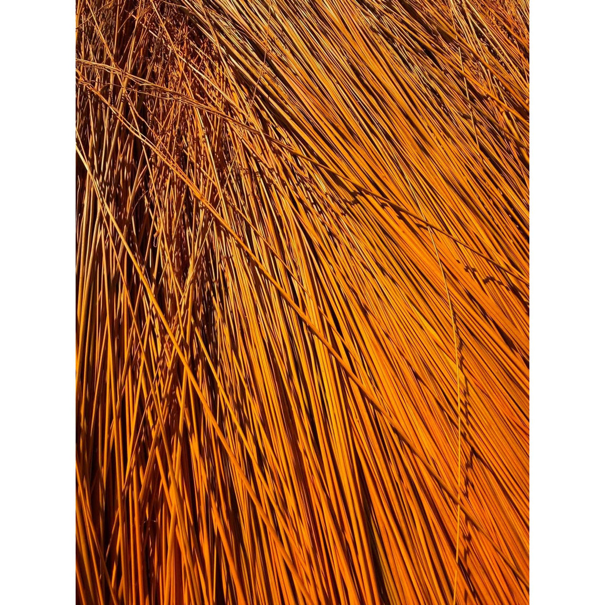 BADASS DYED BROOMCORN