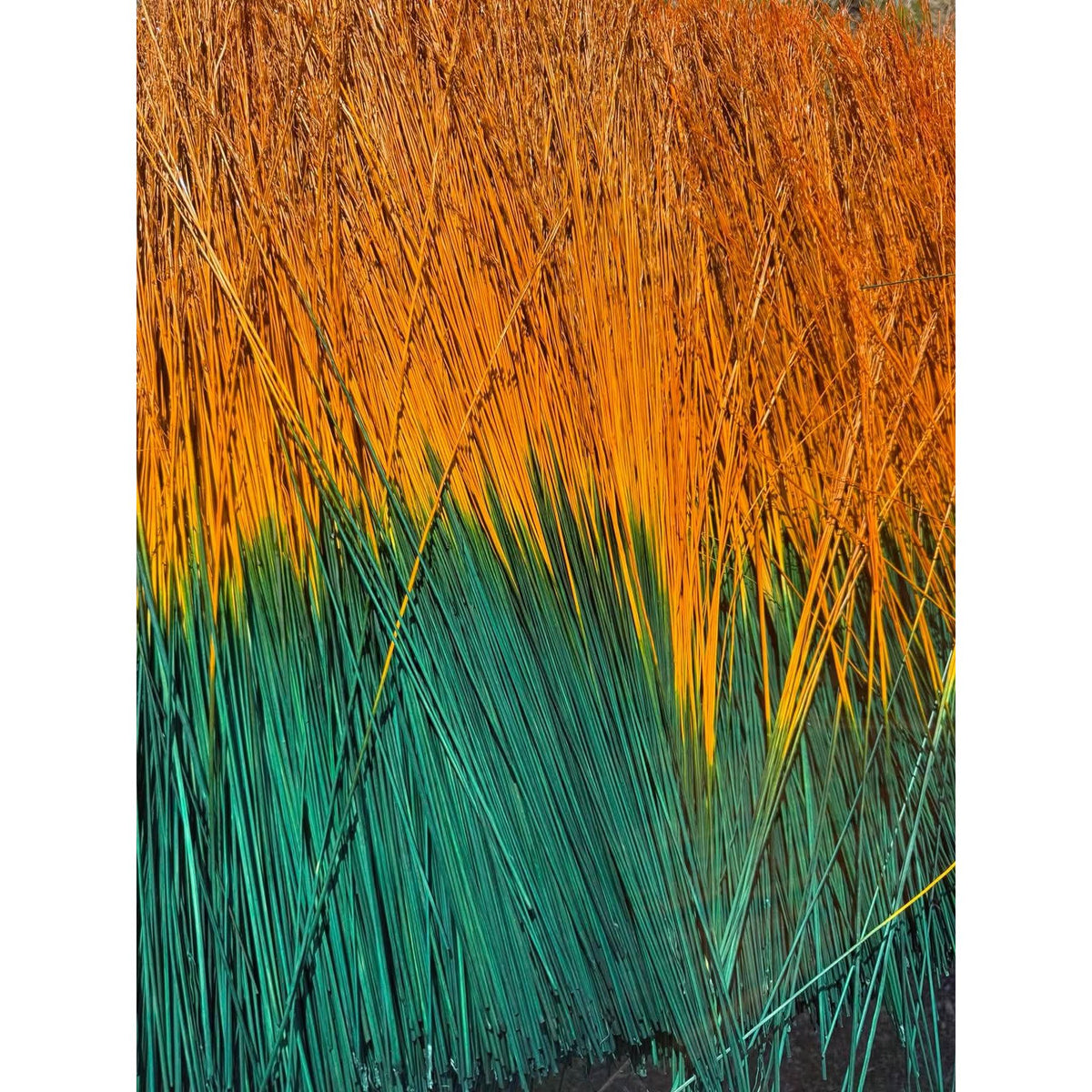 BADASS DYED BROOMCORN
