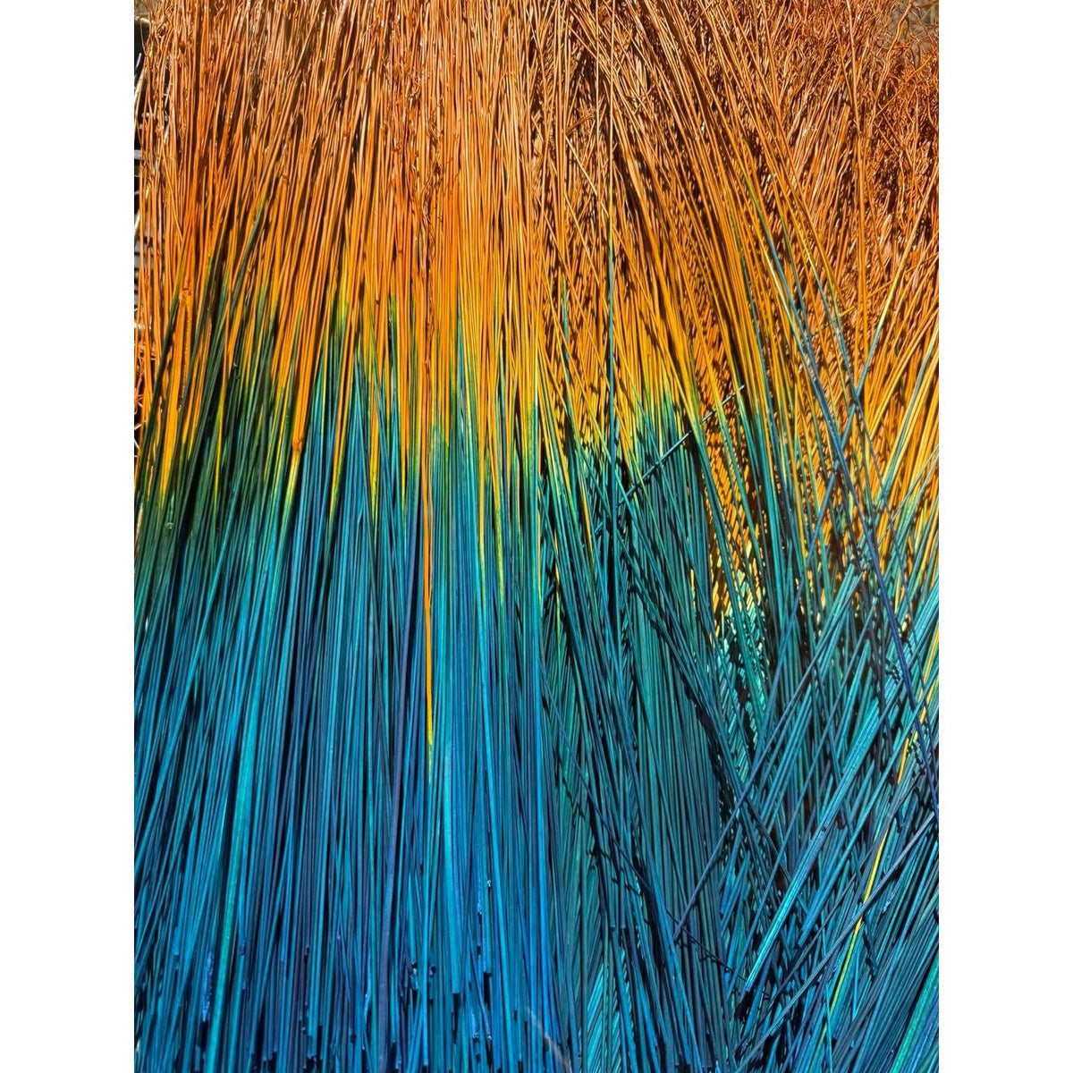 BADASS DYED BROOMCORN
