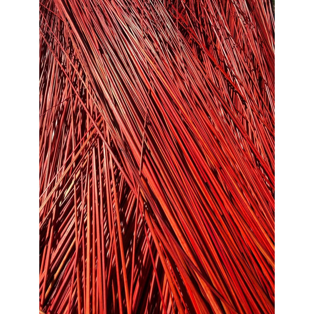 BADASS DYED BROOMCORN