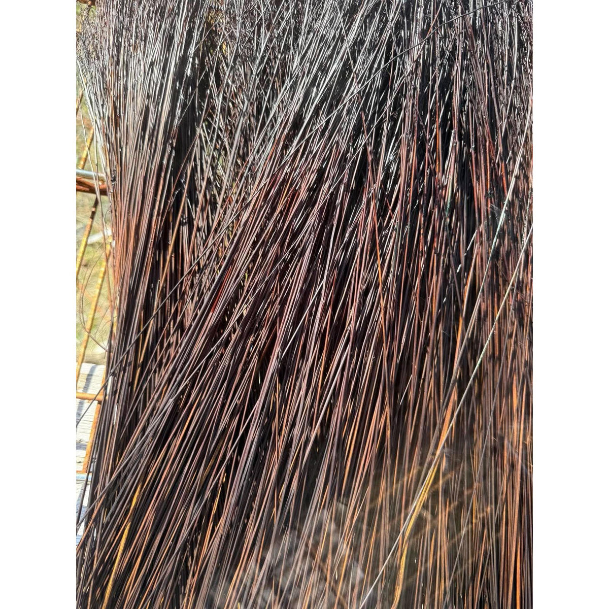 BADASS DYED BROOMCORN