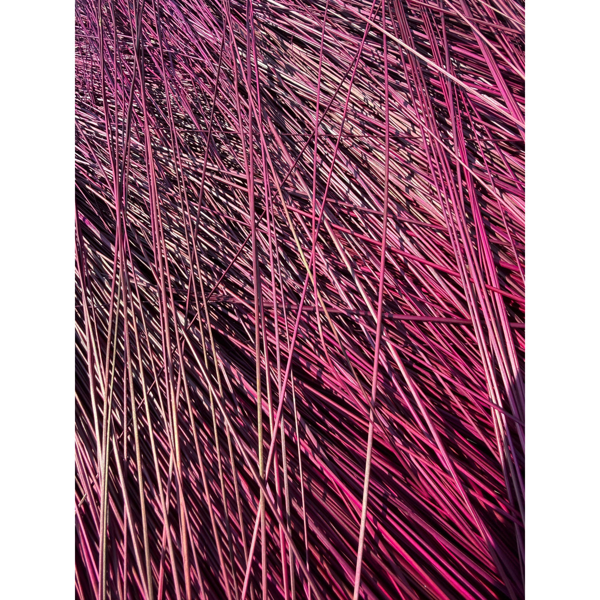 BADASS DYED BROOMCORN