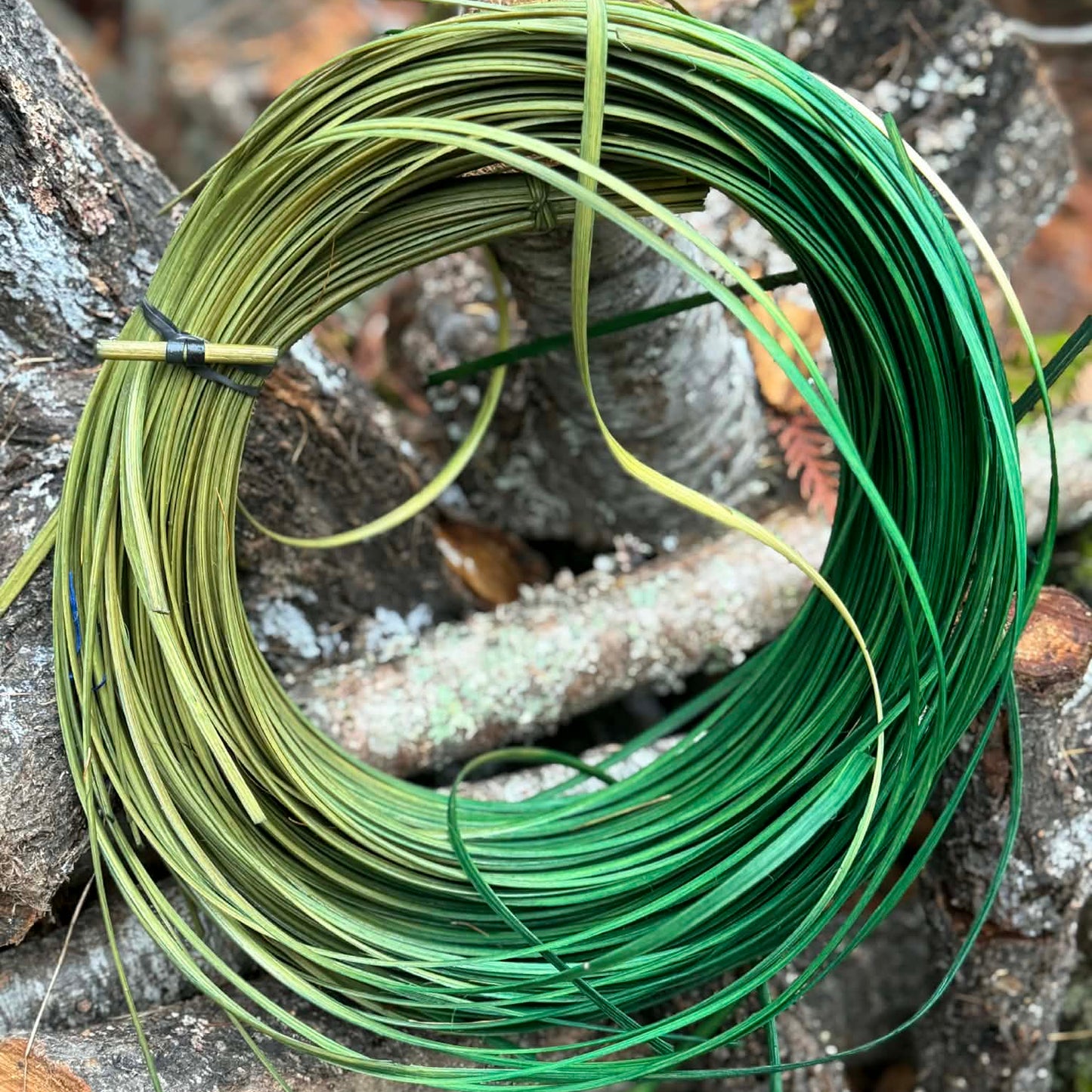 Oscar Ombre 1/4" Flat Oval Reed One Pound